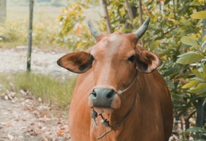 Where the chocolate milk comes from?