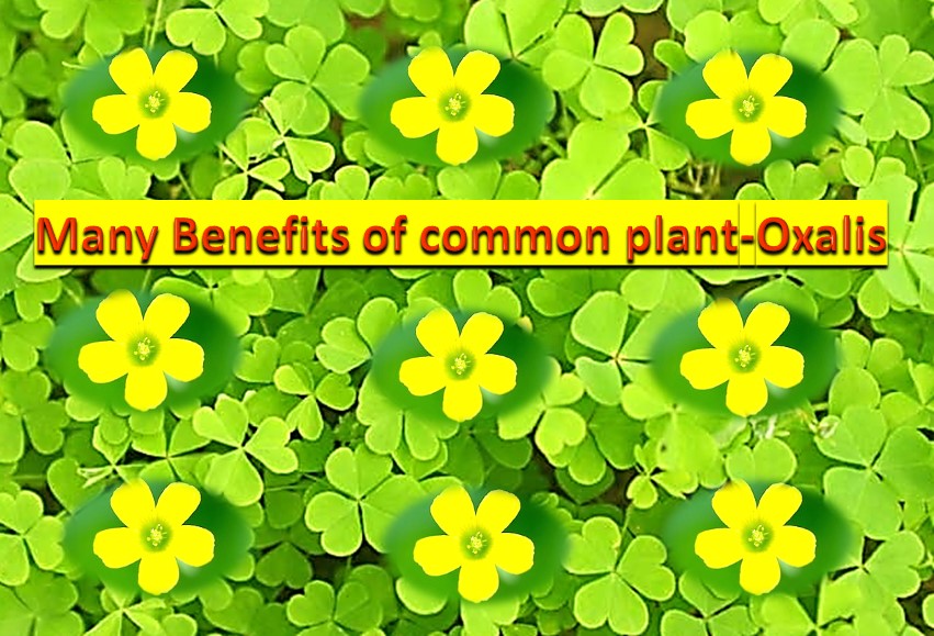 Many benefits of common plant - Oxalis