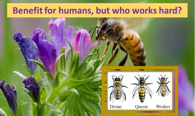 Who works hard? Bees!