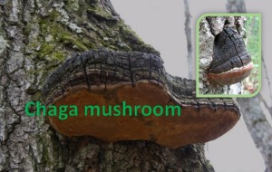 Chaga Mushroom