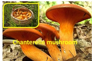 Chanterelle Mushroom