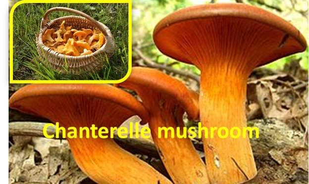Chanterelle Mushroom