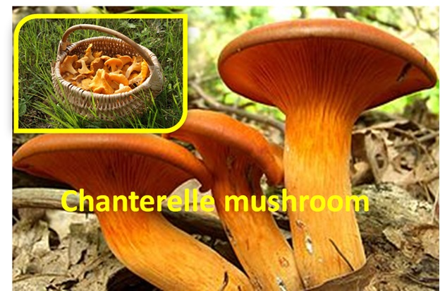 Chanterelle Mushroom