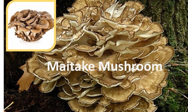 Maitake Mushroom