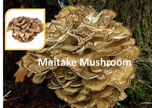 Maitake Mushroom