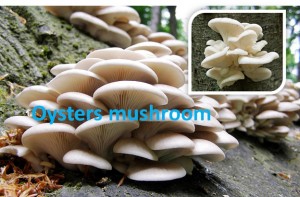Oysters Mushroom