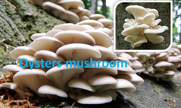 Oysters Mushroom