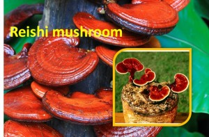 Reishi Mushroom