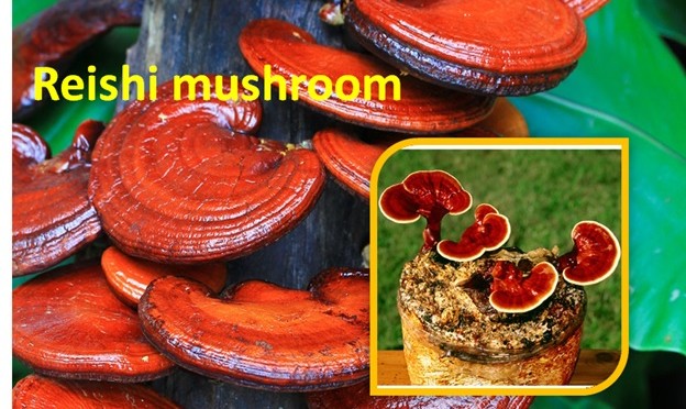Reishi Mushroom