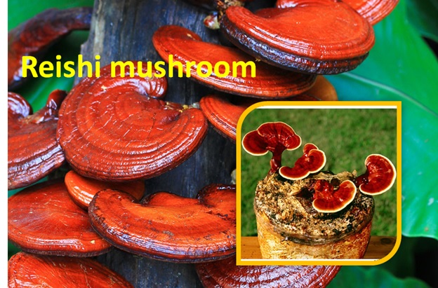 Reishi Mushroom