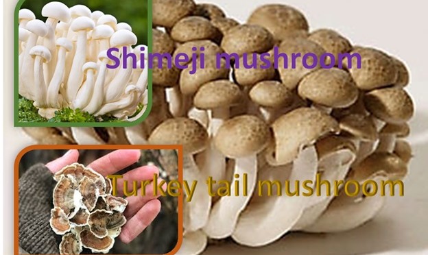 Shimeji and Turkey Tail Mushroom