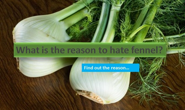 Why is the reason to hate fennel?