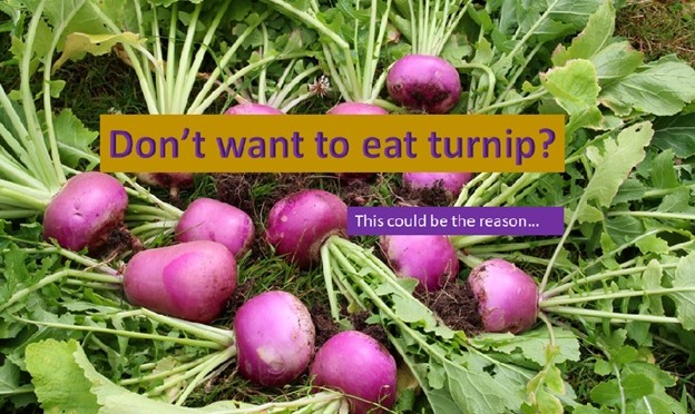 Why you don't want to eat turnip?