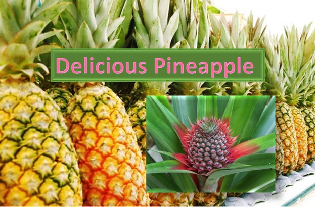 Delicious Pineapple - The most loved fruit