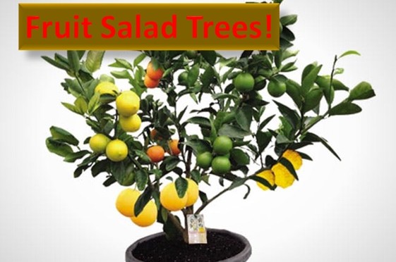Fruit Salad Tree