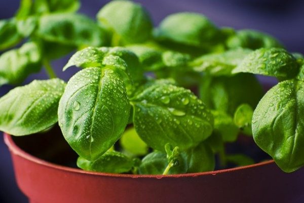 Plant based food is in demand