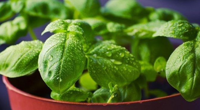 Plant based food is in demand