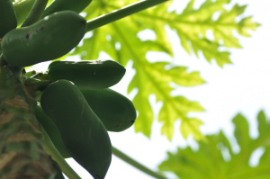 Raw papaya for good digestion & weight loss