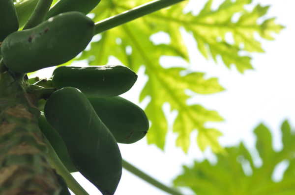 Raw papaya for good digestion & weight loss