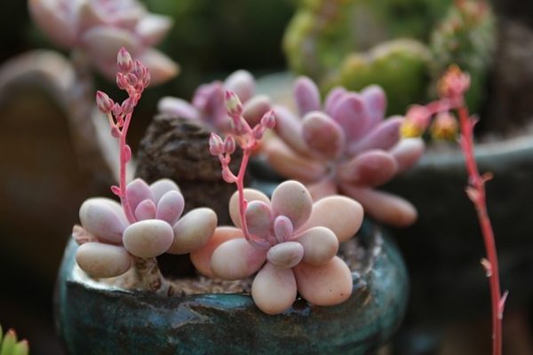 Small container gardening tips