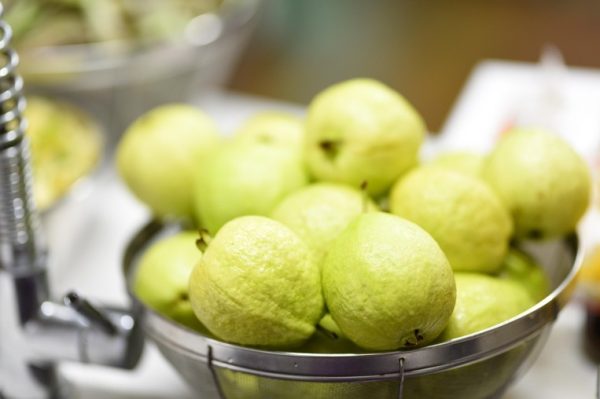 GUAVA - MIRACLE TREE