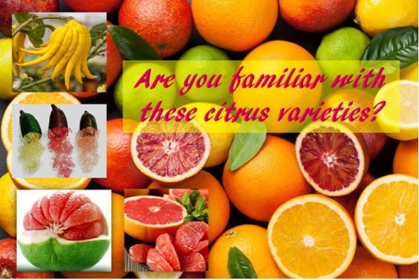 Are you familiar with these citrus varieties?