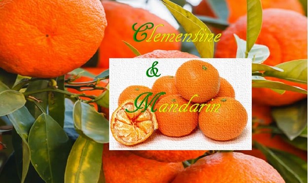 Clementine and Mandarin