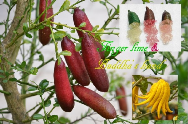 Finger Lime and Buddha's Hand