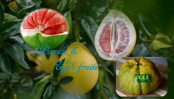 Pomelo and Ugli