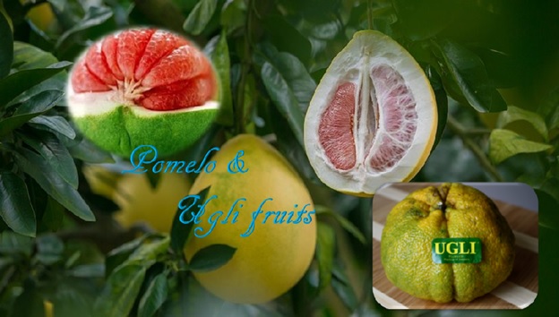 Pomelo and Ugli