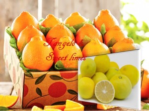 Tangelo and Sweet Limes