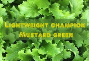 Lightweight champion Mustard greens