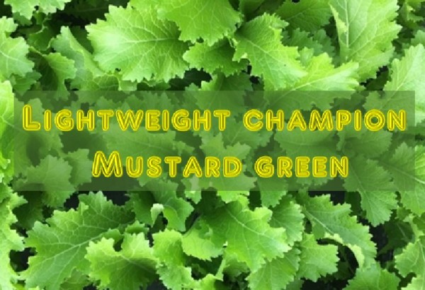 Lightweight champion Mustard greens