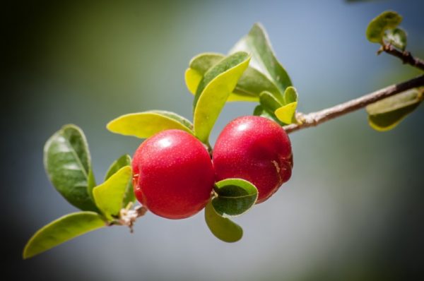 Apple allergy