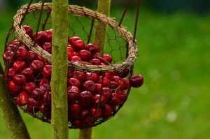 Cherry allergy