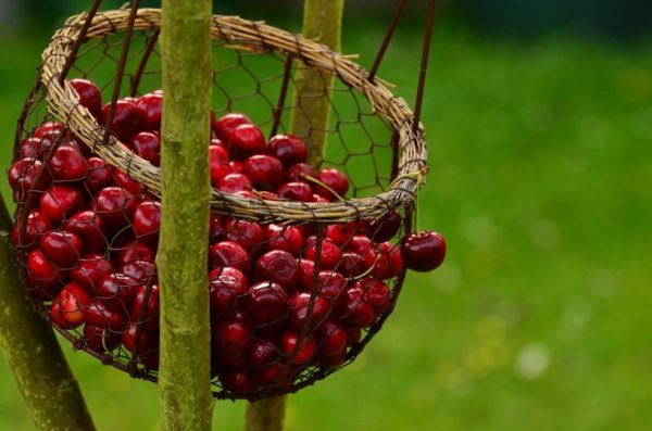 Cherry allergy