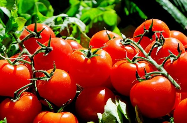 Tomato allergy