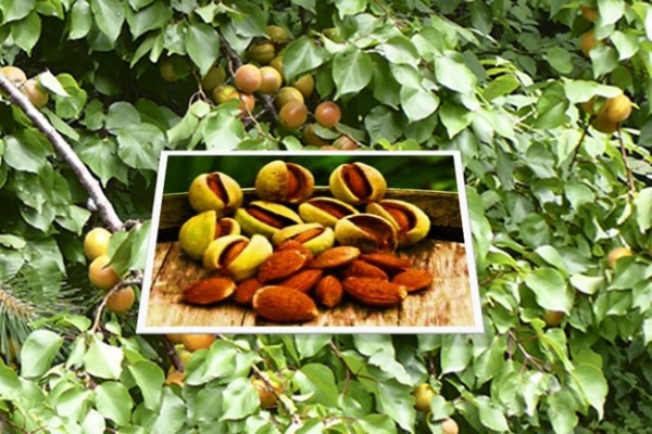 Poison in Almonds