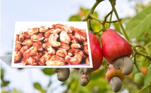 Poison in Cashews