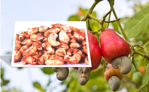 Poison in Cashews