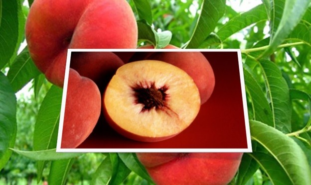 Poison in Peaches