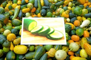 Toxic squash syndrome of cucurbits