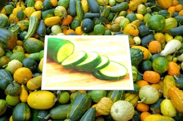 Toxic squash syndrome of cucurbits