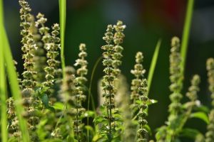 Different ways to use basil seeds