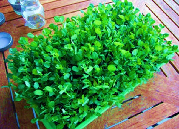 Fenugreek