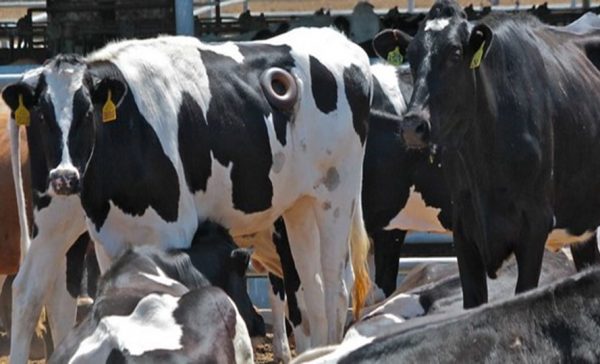 Cannulated cow