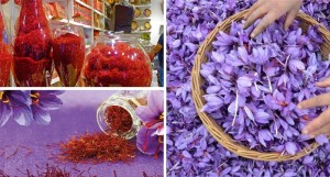 Saffron is friendly herb