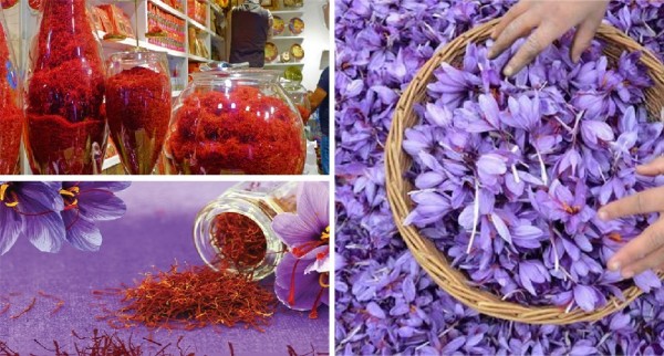 Saffron is friendly herb