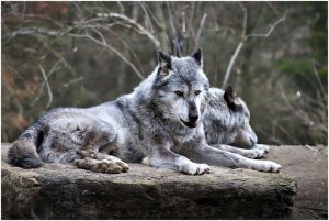 Story of two wolves