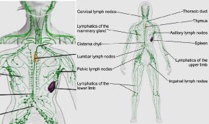 Lymphatic congestion